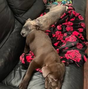 Meet your Posher, Joy